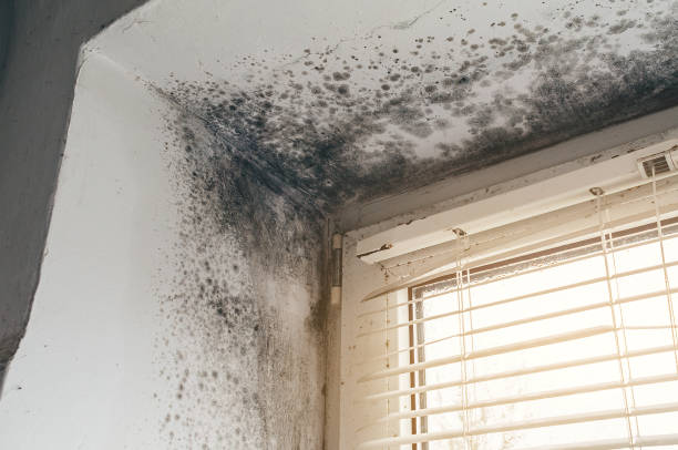 Trusted Mold Removal service in Coats, NC - Cheap Mold Removal